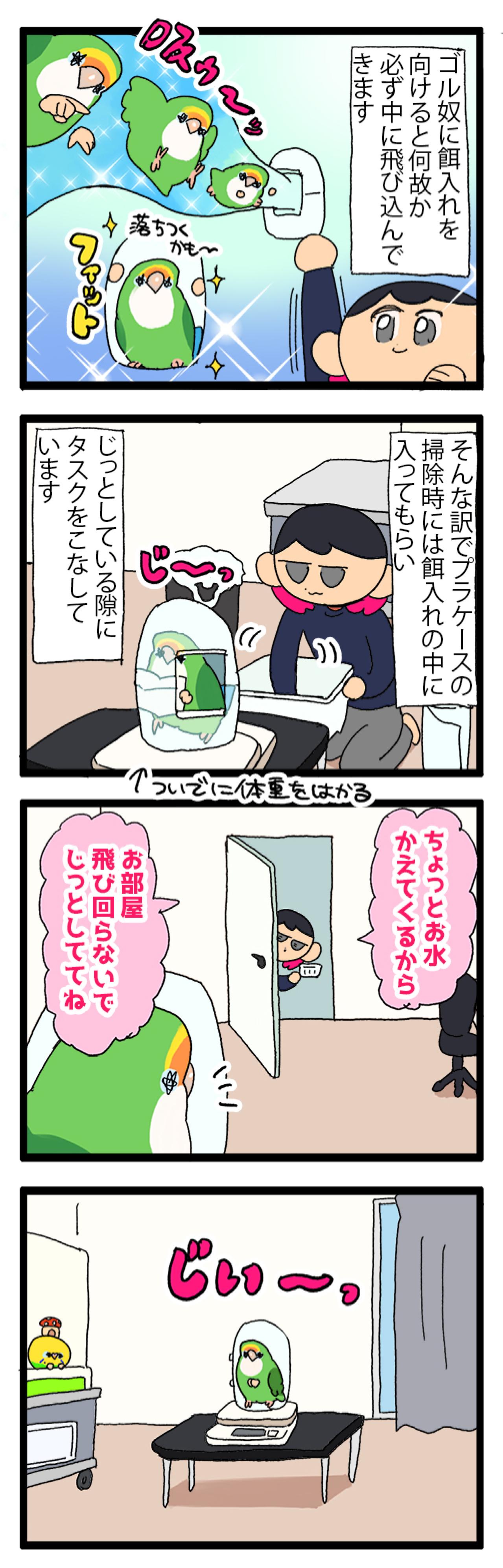 ゴルちゃんのお留守番／飼い主の心臓に悪いインコの寝相がコチラ【鳥マンガ＃88】（画像4）