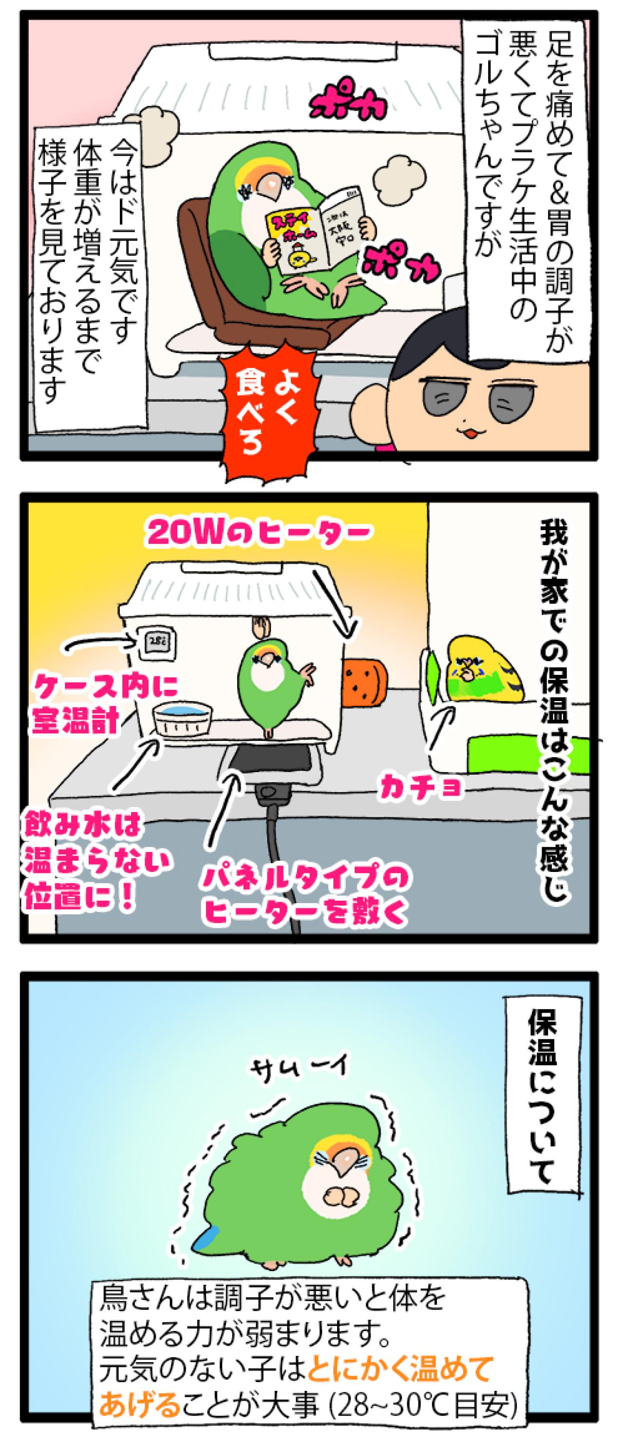 ゴルちゃんのお留守番／飼い主の心臓に悪いインコの寝相がコチラ【鳥マンガ＃88】（画像6）