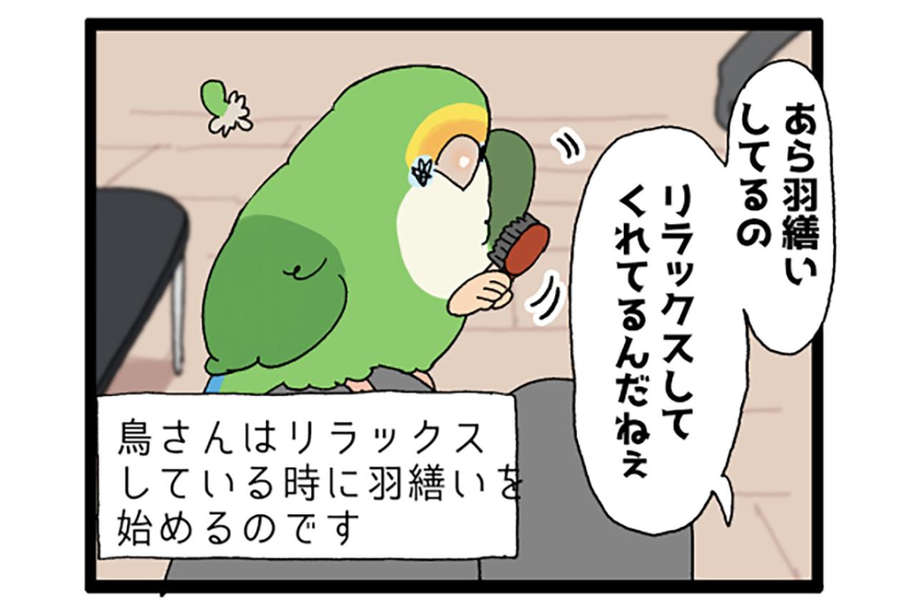 ゴルちゃんとツルツルトラップ／飼い主の上でリラックスするインコがかわいすぎる！【鳥マンガ＃89】