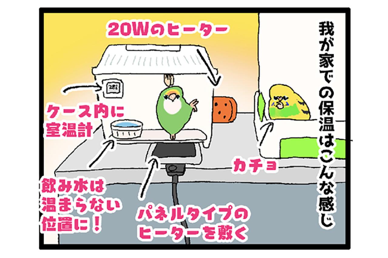 ゴルちゃんのお留守番／飼い主の心臓に悪いインコの寝相がコチラ【鳥マンガ＃88】