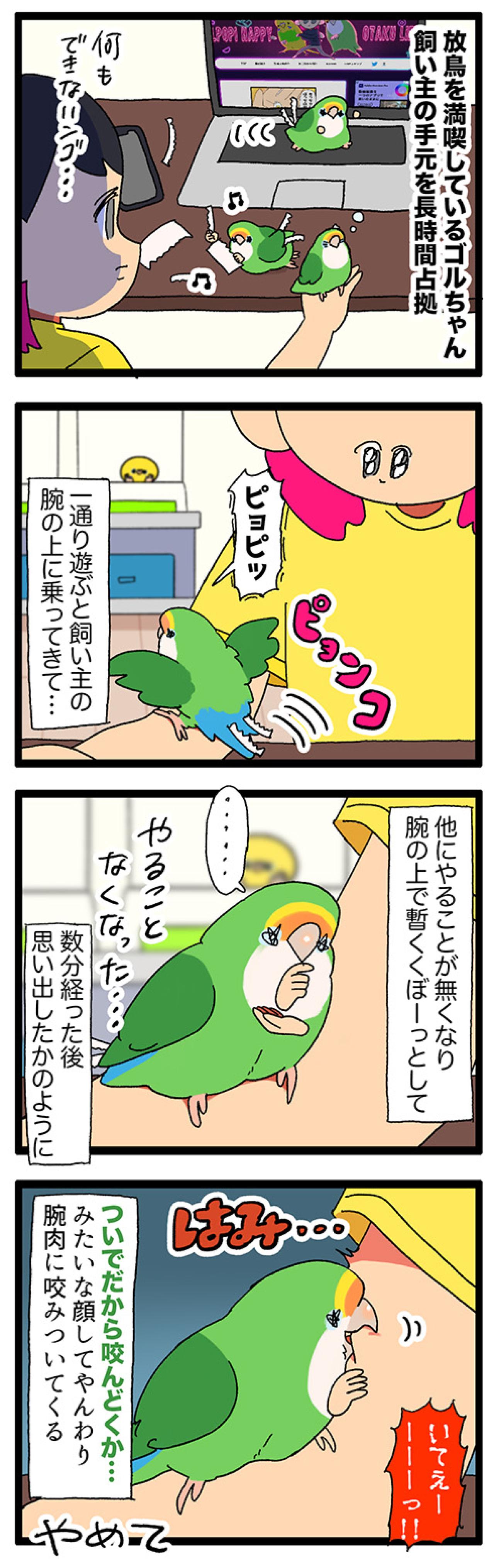 インコにおもちゃだと勘違いされる飼い主／インコ、健康診断へ行く【鳥マンガ＃86】（画像4）