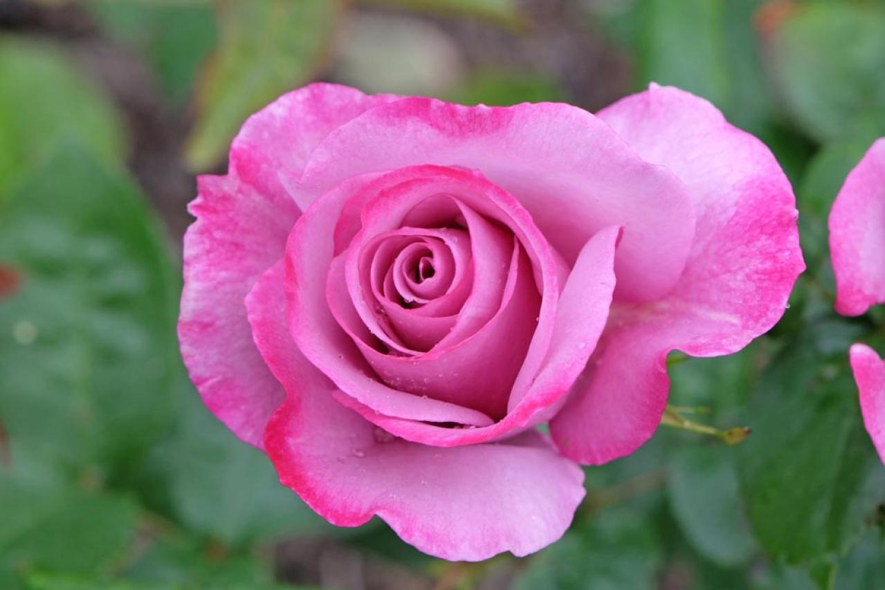 【ガーデニング】意外と簡単！猛暑でバラを枯らさないための水やりポイントと、暑さに強い品種選び（画像4）