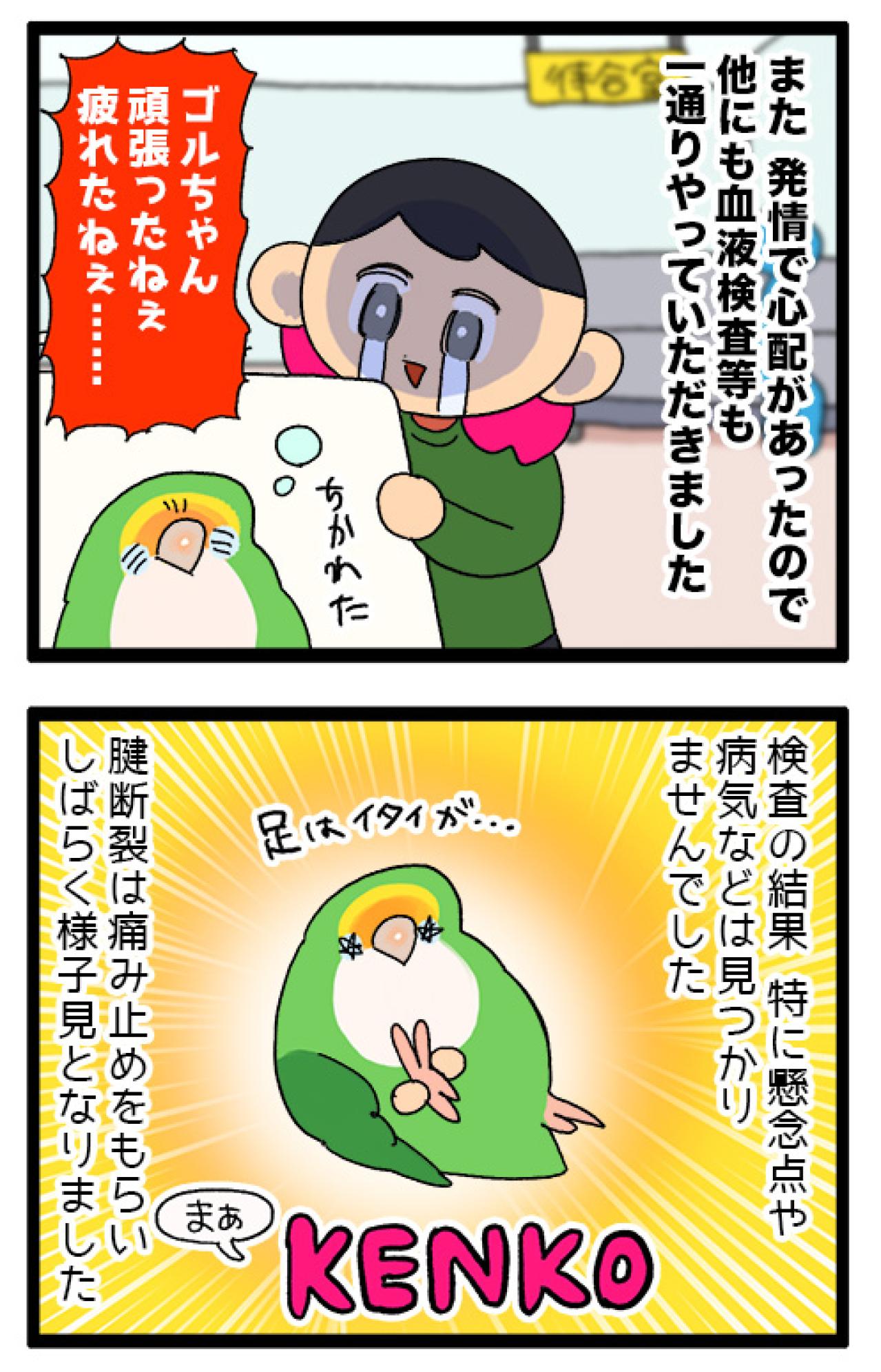 インコにおもちゃだと勘違いされる飼い主／インコ、健康診断へ行く【鳥マンガ＃86】（画像6）