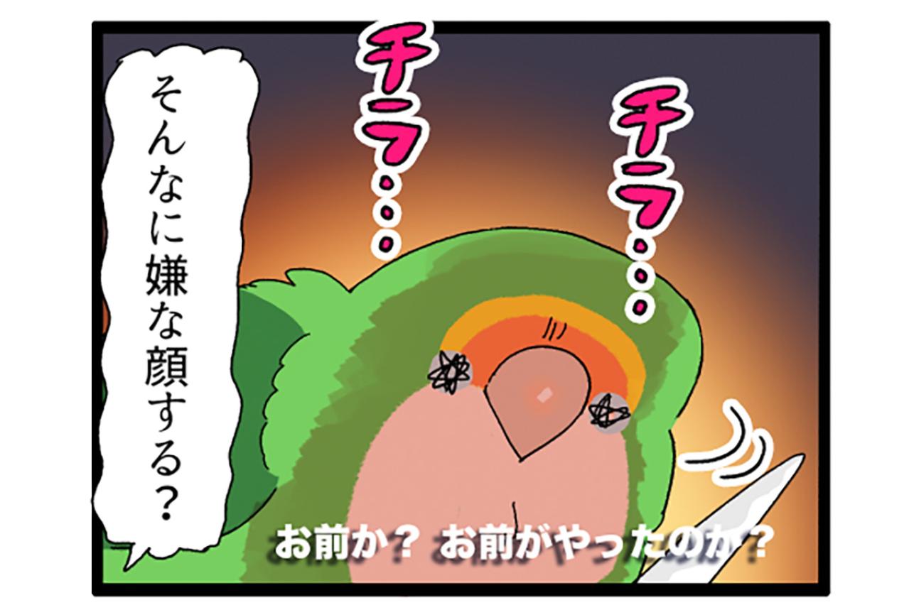 インコが好きそうなおもちゃをリピートしたら…？【鳥マンガ＃92】