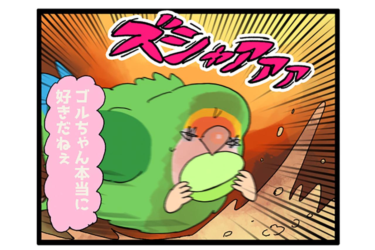 同居インコは断固拒否／女帝インコが好きな旬のフルーツは？【鳥マンガ＃91】