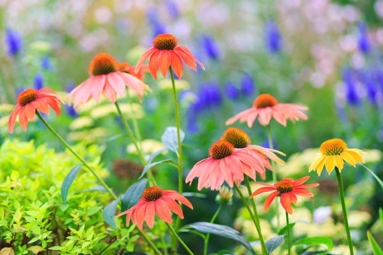 【ガーデニング】人気沸騰の多年草「エキナセア」14選！植えっぱなしで年々見事に