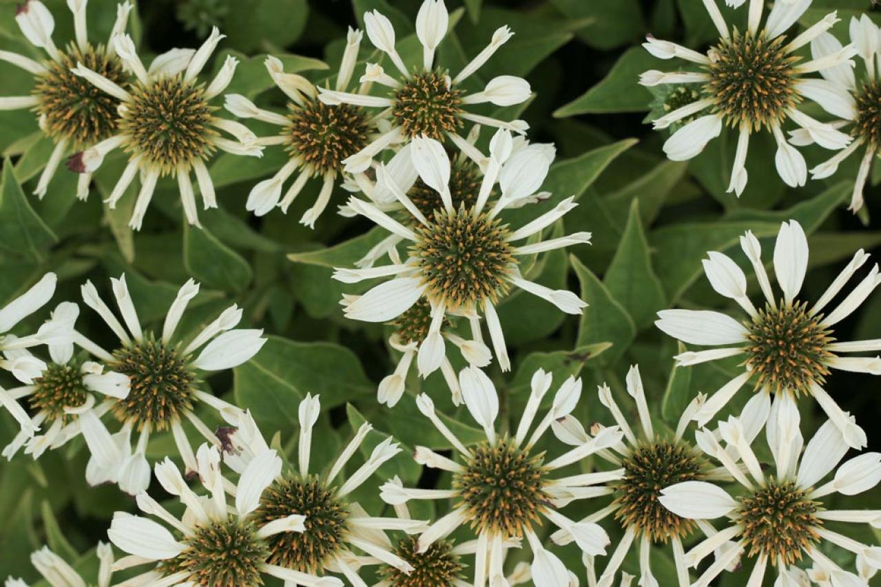 【ガーデニング】人気沸騰の多年草「エキナセア」14選！植えっぱなしで年々見事に（画像13）