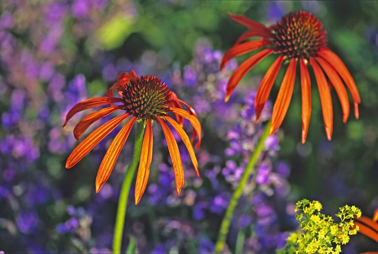【ガーデニング】人気沸騰の多年草「エキナセア」14選！植えっぱなしで年々見事に（画像17）