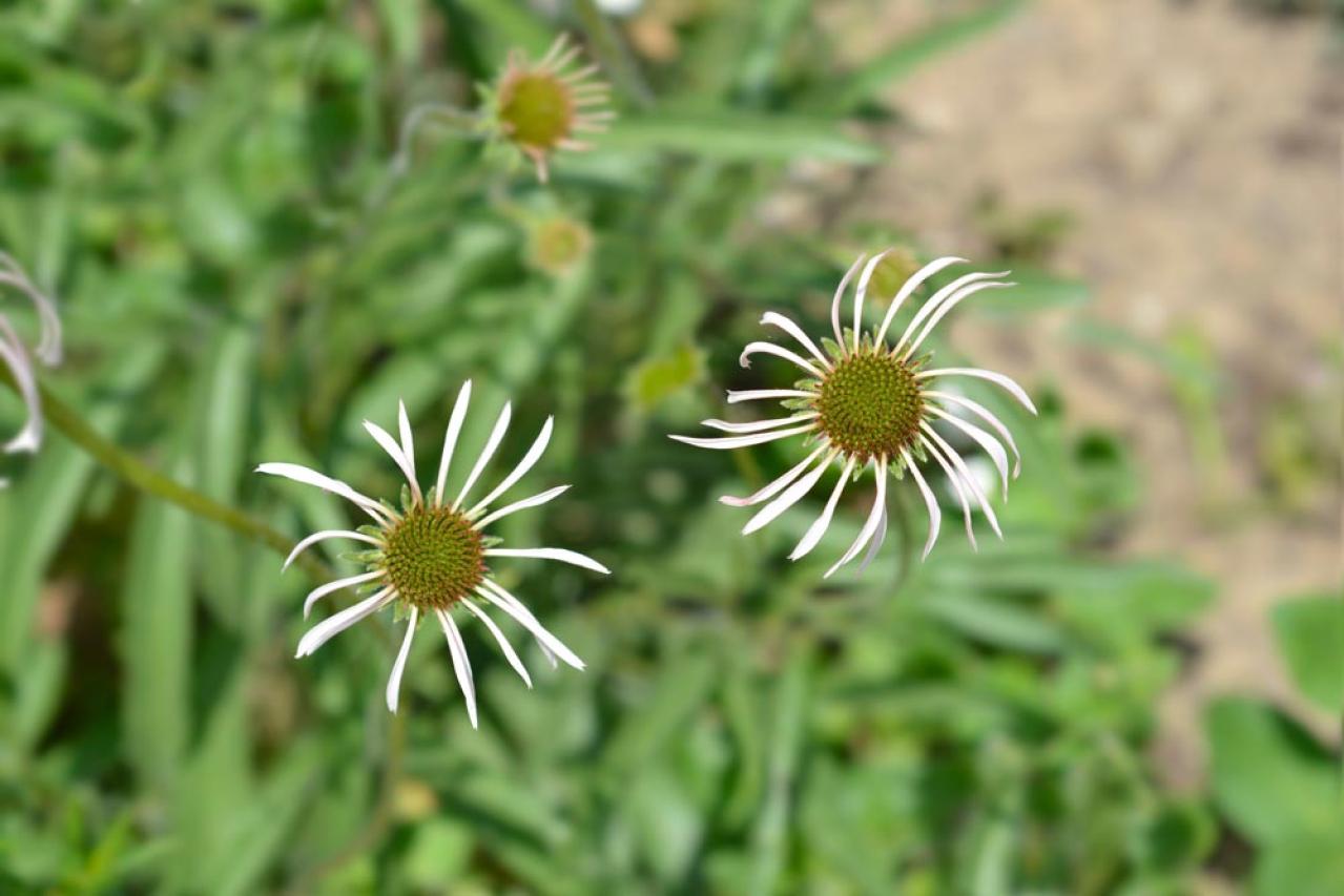 【ガーデニング】人気沸騰の多年草「エキナセア」14選！植えっぱなしで年々見事に（画像18）