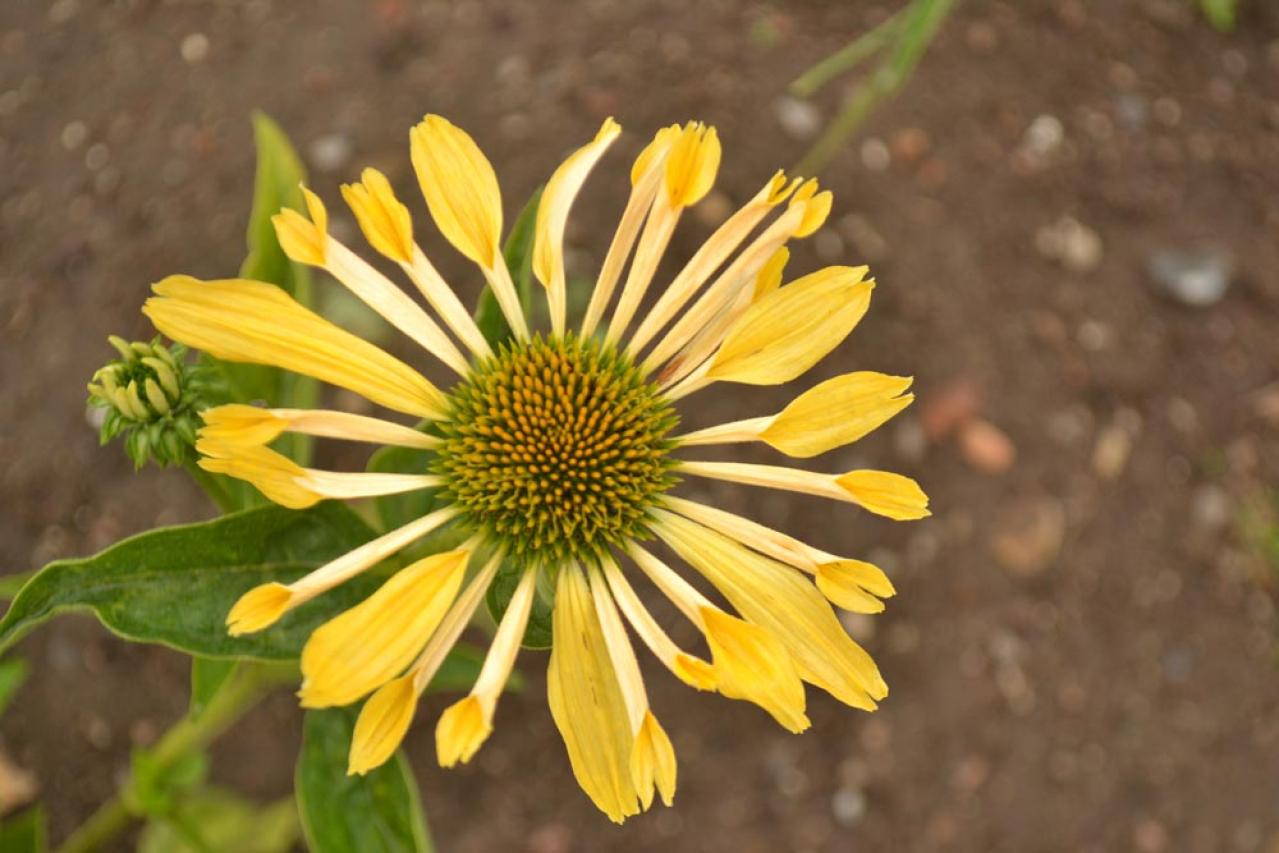 【ガーデニング】人気沸騰の多年草「エキナセア」14選！植えっぱなしで年々見事に（画像12）