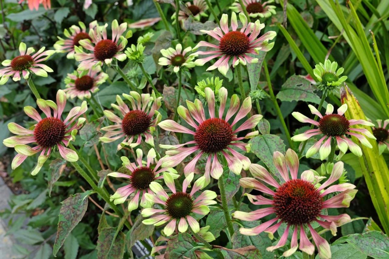 【ガーデニング】人気沸騰の多年草「エキナセア」14選！植えっぱなしで年々見事に（画像16）