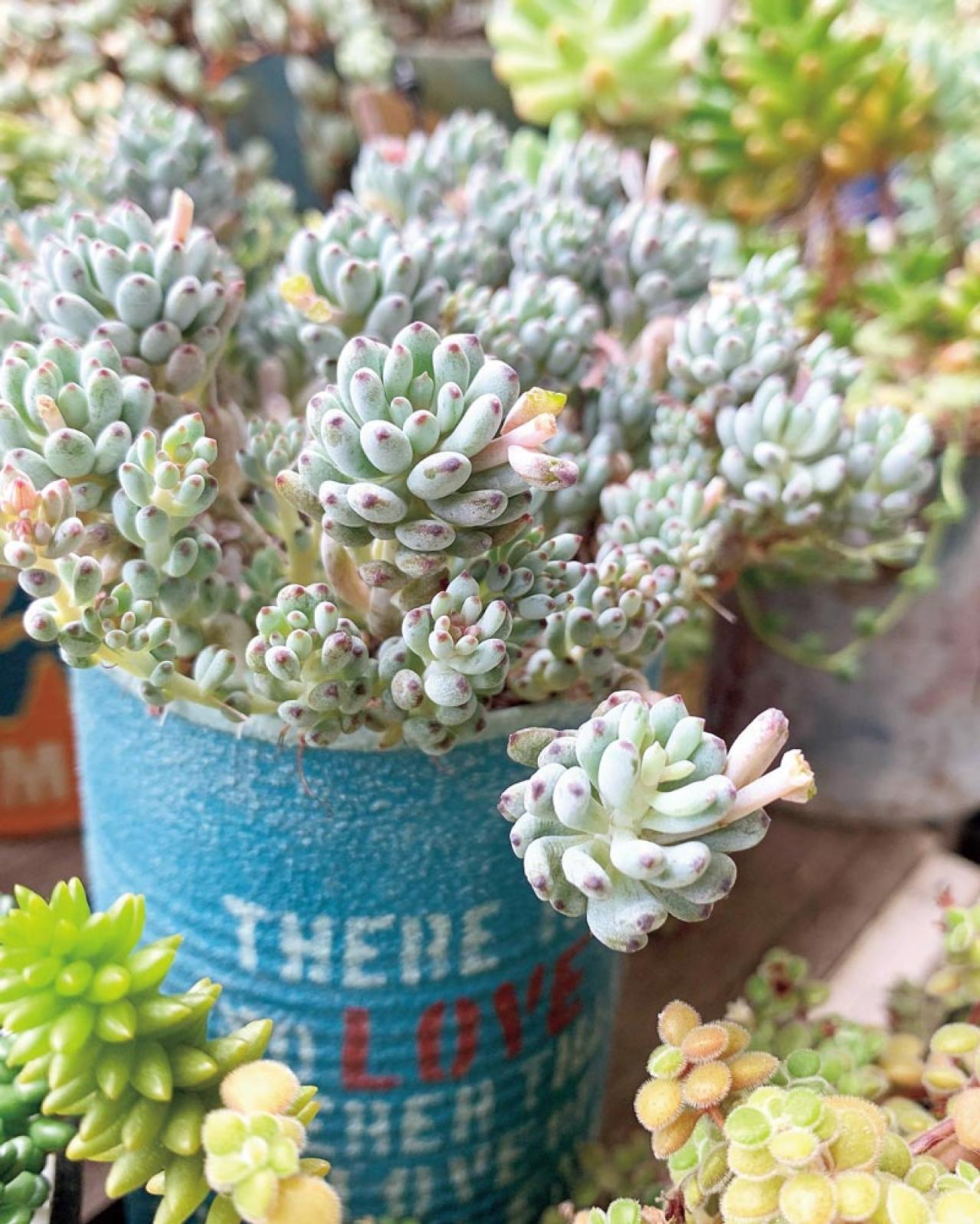 7割枯らした失敗の経験を生かした多肉植物のパラダイス！ベランダガーデンを公開（画像4）