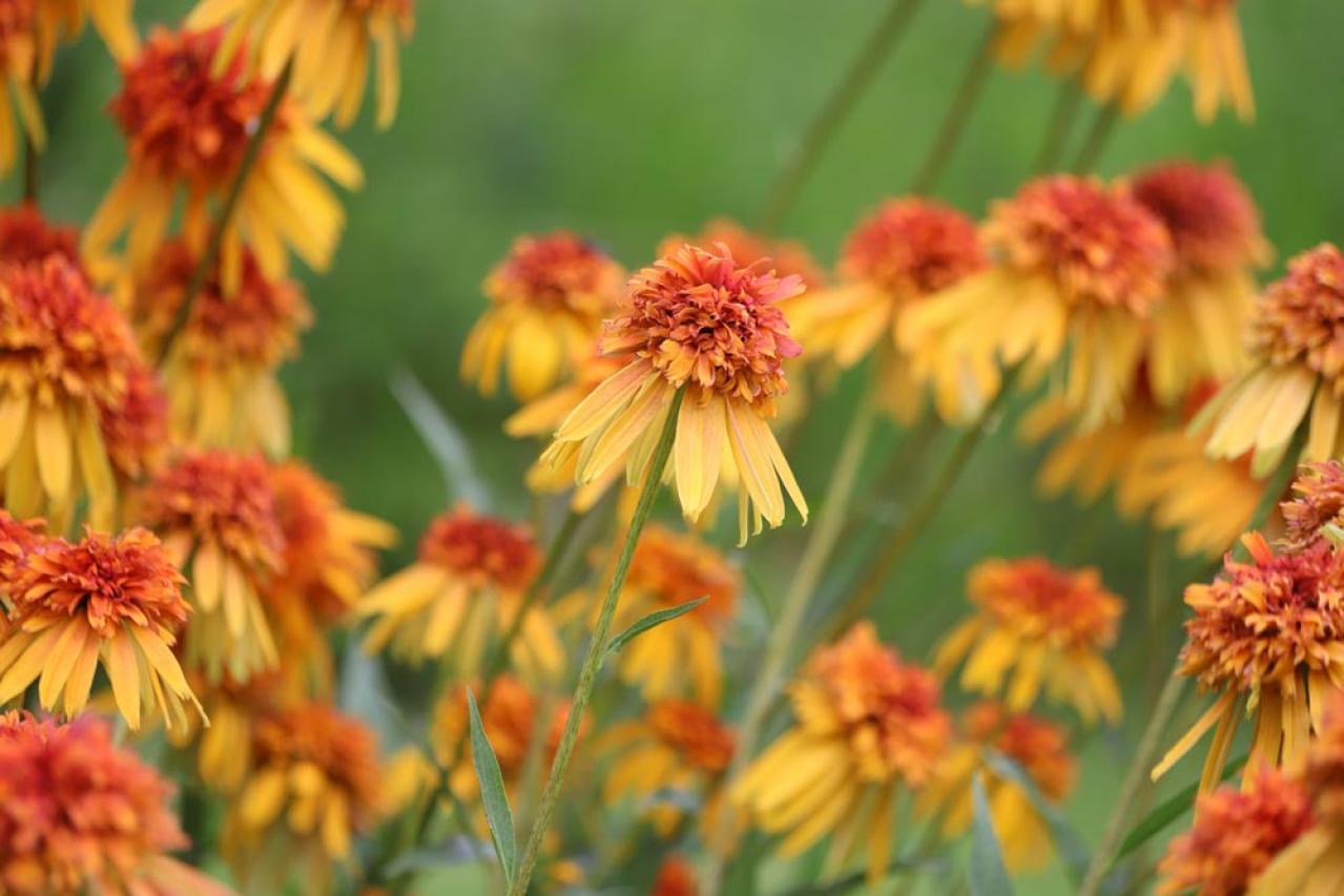 【ガーデニング】人気沸騰の多年草「エキナセア」14選！植えっぱなしで年々見事に（画像20）