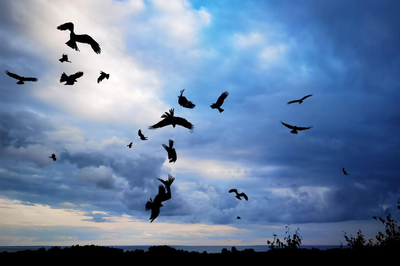 三好達治の『故郷の花』あらすじ紹介。心に沁みる詩情と喪失感の美しい調べ