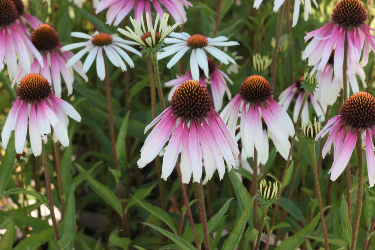【ガーデニング】人気沸騰の多年草「エキナセア」14選！植えっぱなしで年々見事に（画像9）