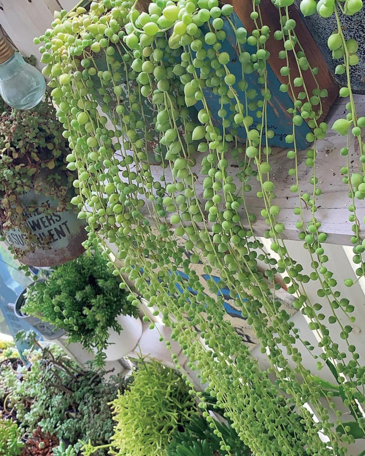 7割枯らした失敗の経験を生かした多肉植物のパラダイス！ベランダガーデンを公開（画像7）