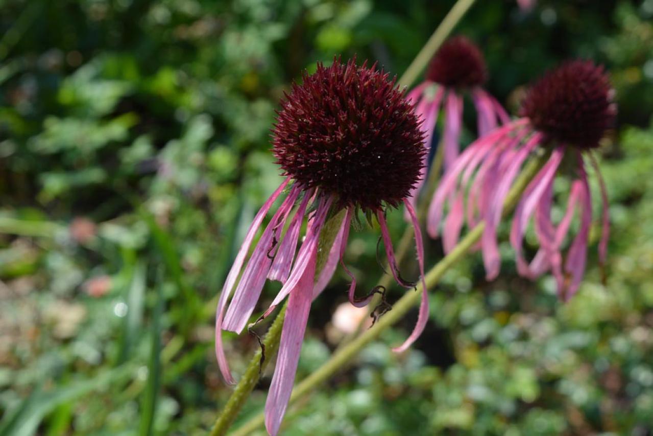 【ガーデニング】人気沸騰の多年草「エキナセア」14選！植えっぱなしで年々見事に（画像2）