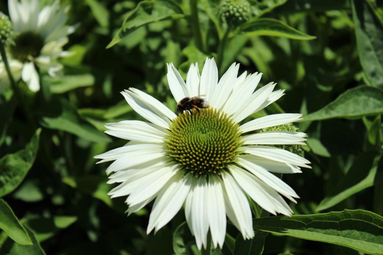 【ガーデニング】人気沸騰の多年草「エキナセア」14選！植えっぱなしで年々見事に（画像15）