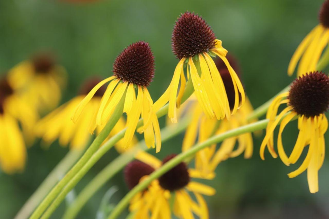 【ガーデニング】人気沸騰の多年草「エキナセア」14選！植えっぱなしで年々見事に（画像6）