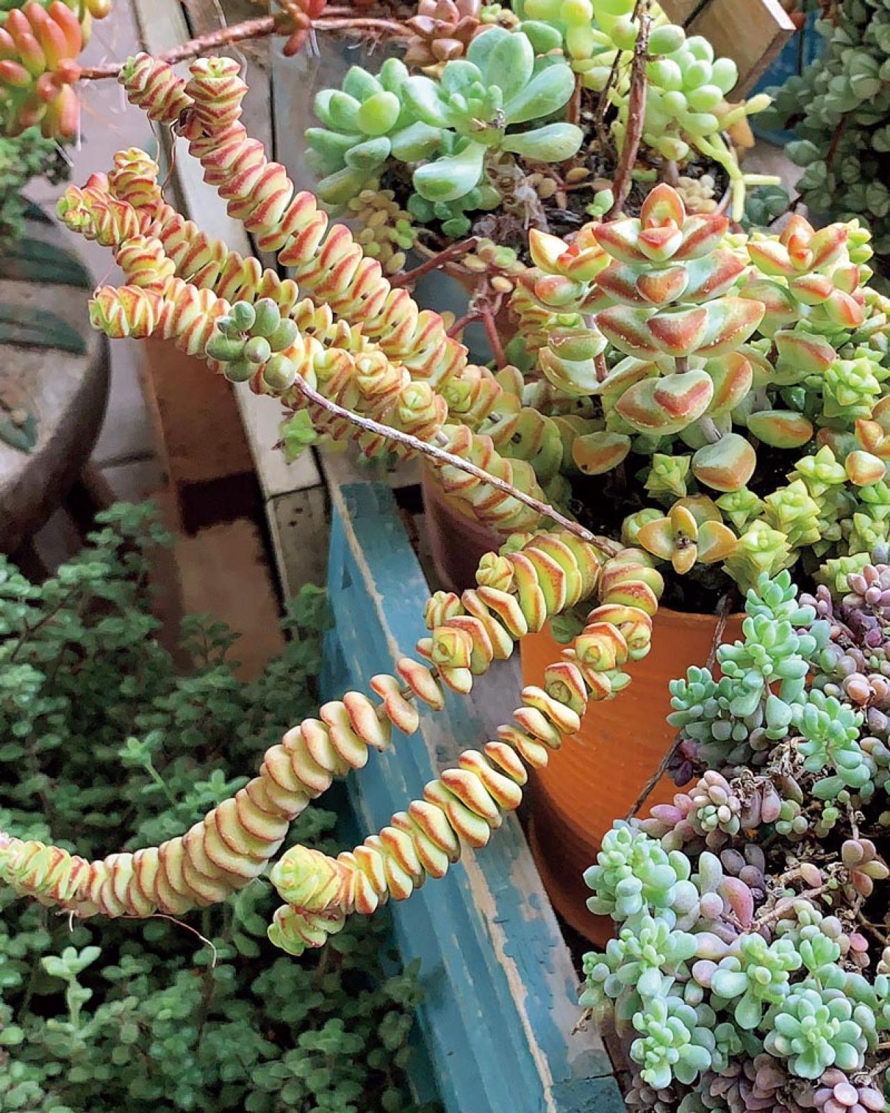 7割枯らした失敗の経験を生かした多肉植物のパラダイス！ベランダガーデンを公開（画像2）