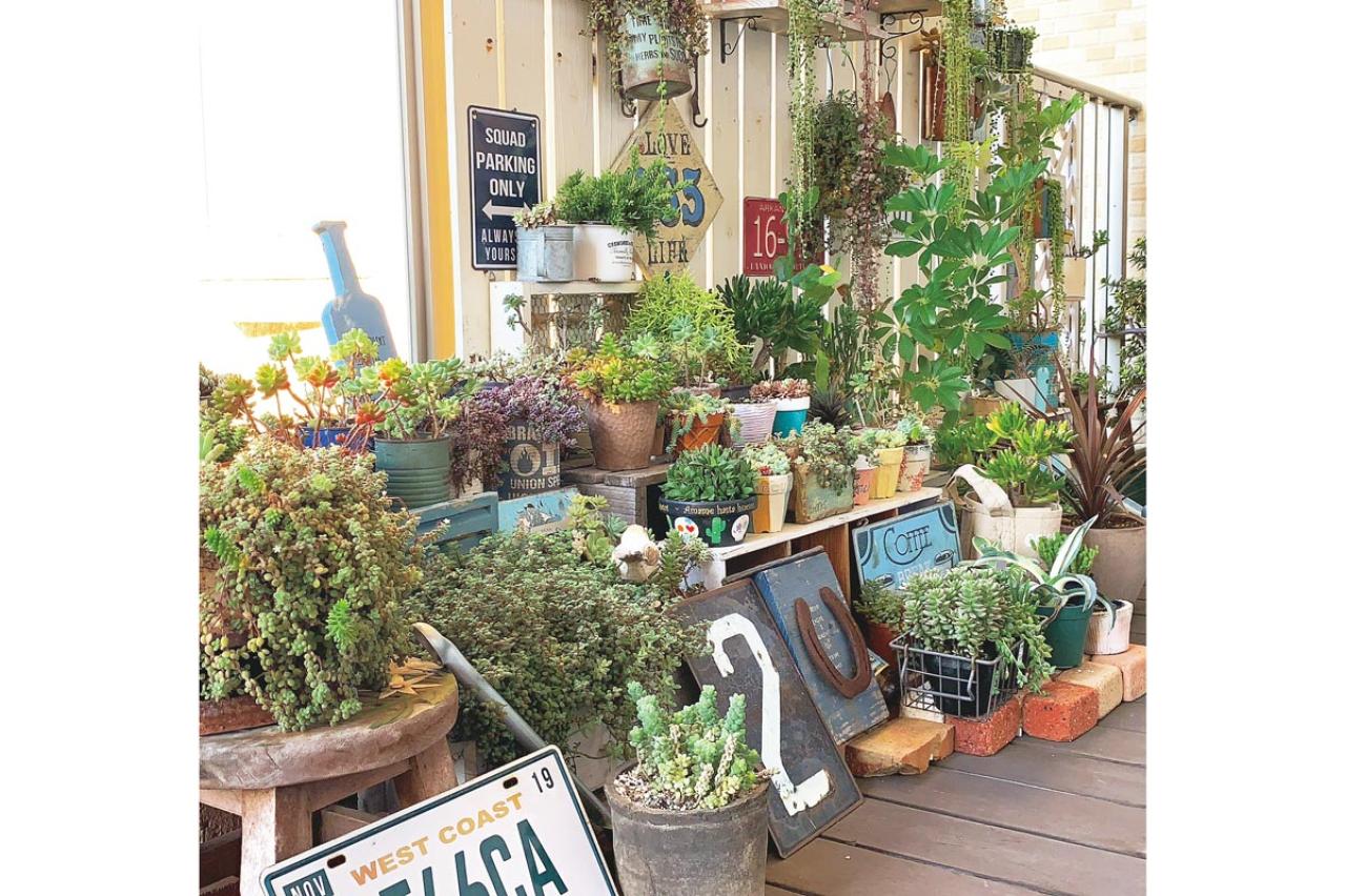 ベランダで多肉植物を育てるコツ！多肉が育ちやすい「3つのゾーン」とは？