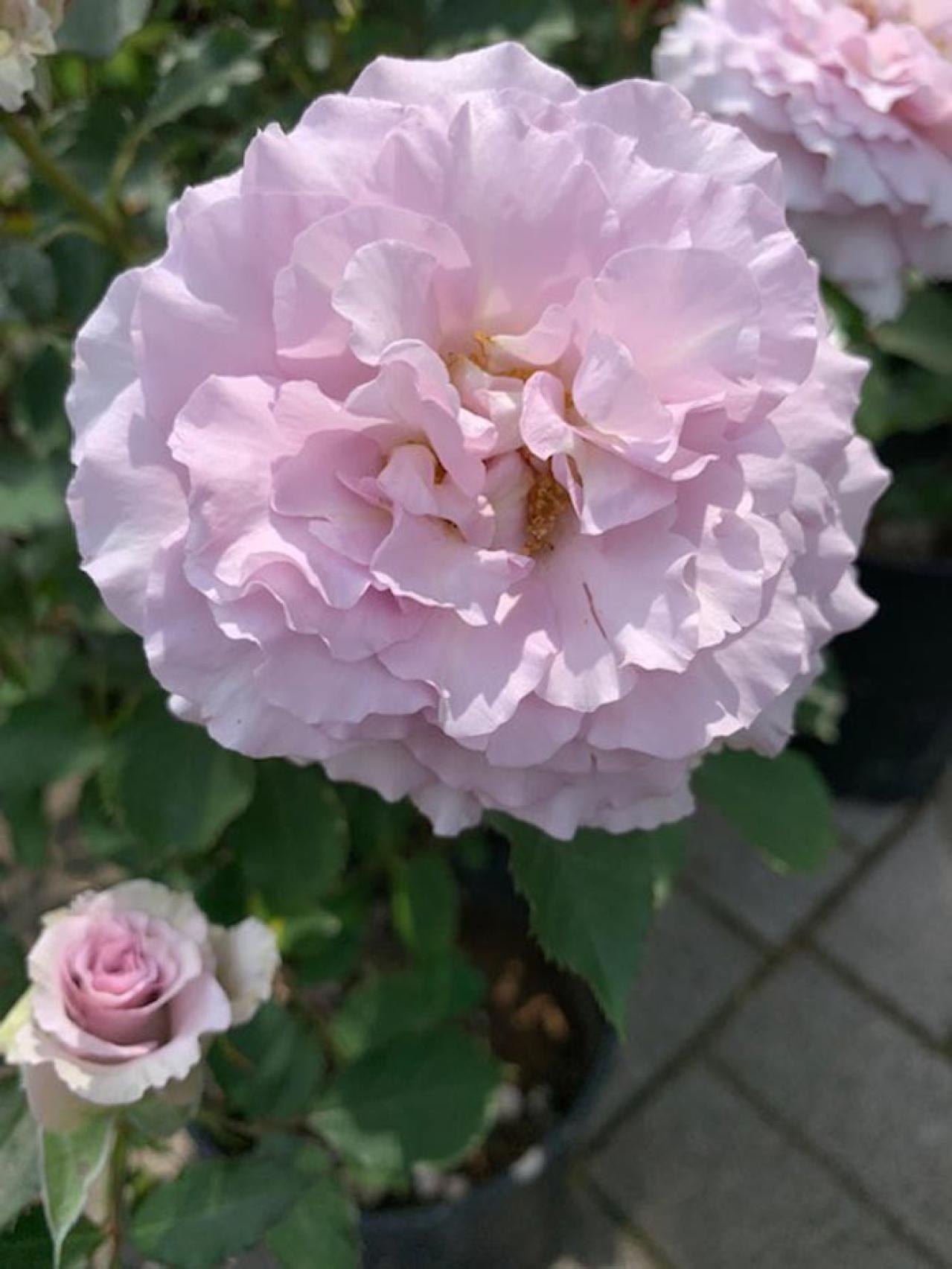 【ガーデニング】少し珍しい花色のバラをコレクション／ブルーローズの魅力を探る（画像7）