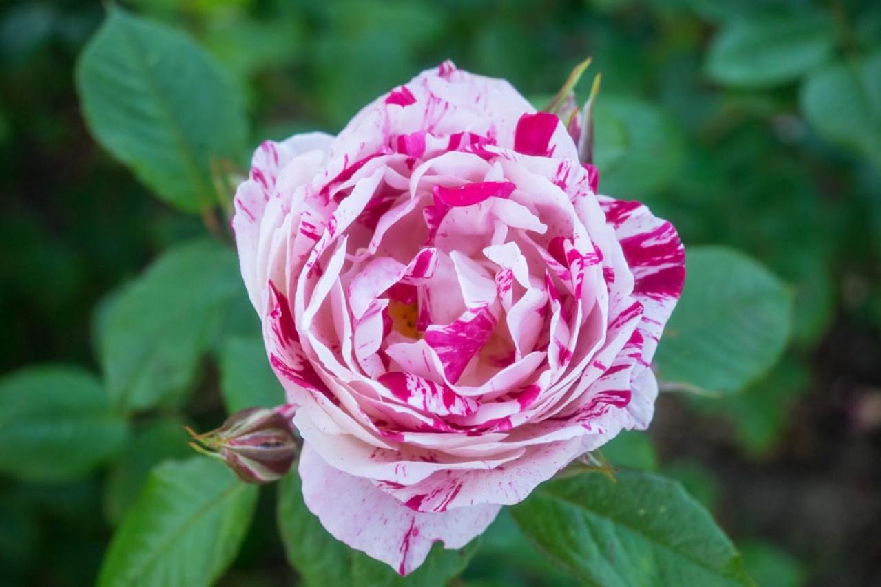 【ガーデニング】少し珍しい花色のバラをコレクション／ブルーローズの魅力を探る（画像3）