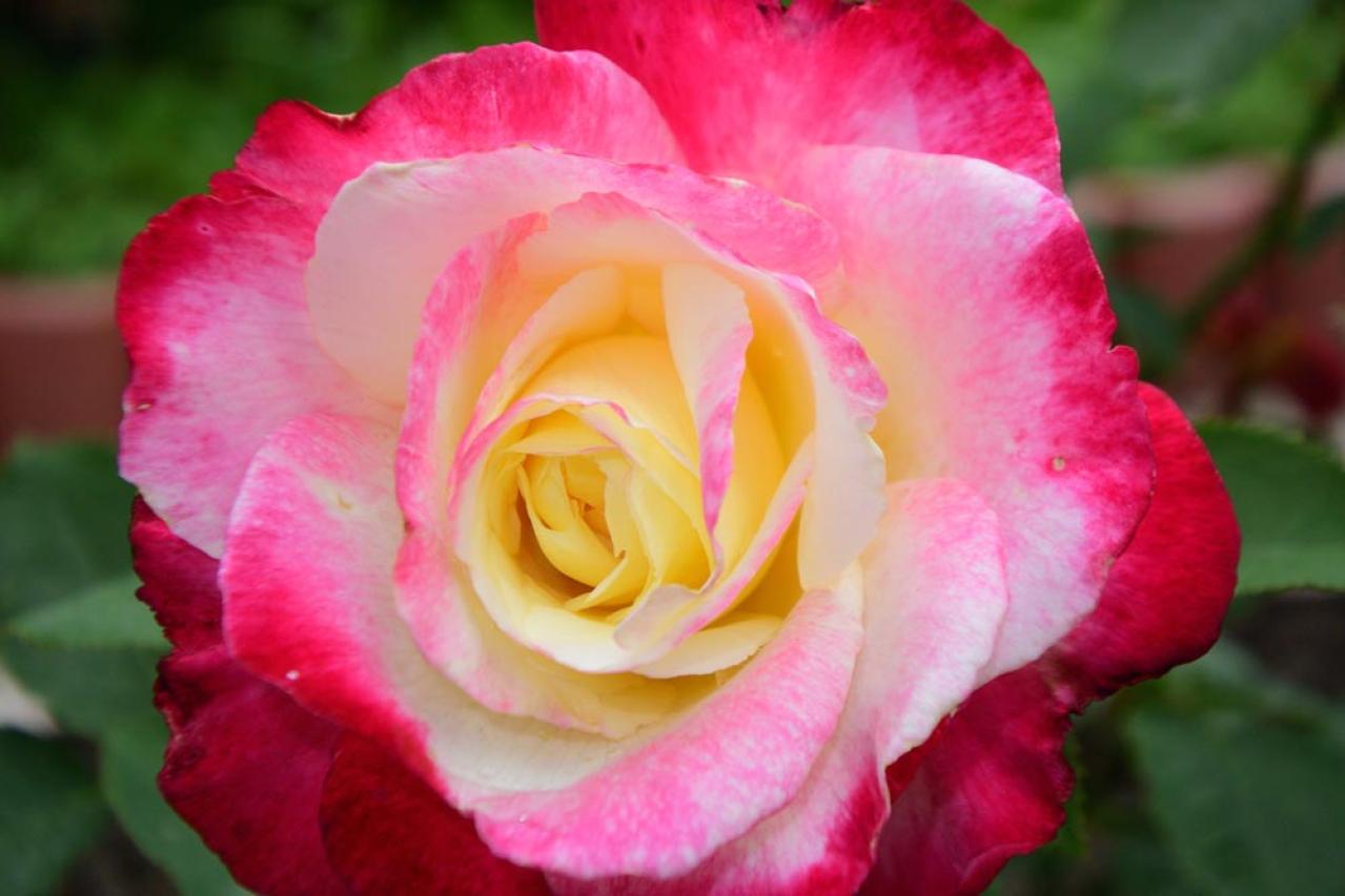 【ガーデニング】少し珍しい花色のバラをコレクション／ブルーローズの魅力を探る（画像4）