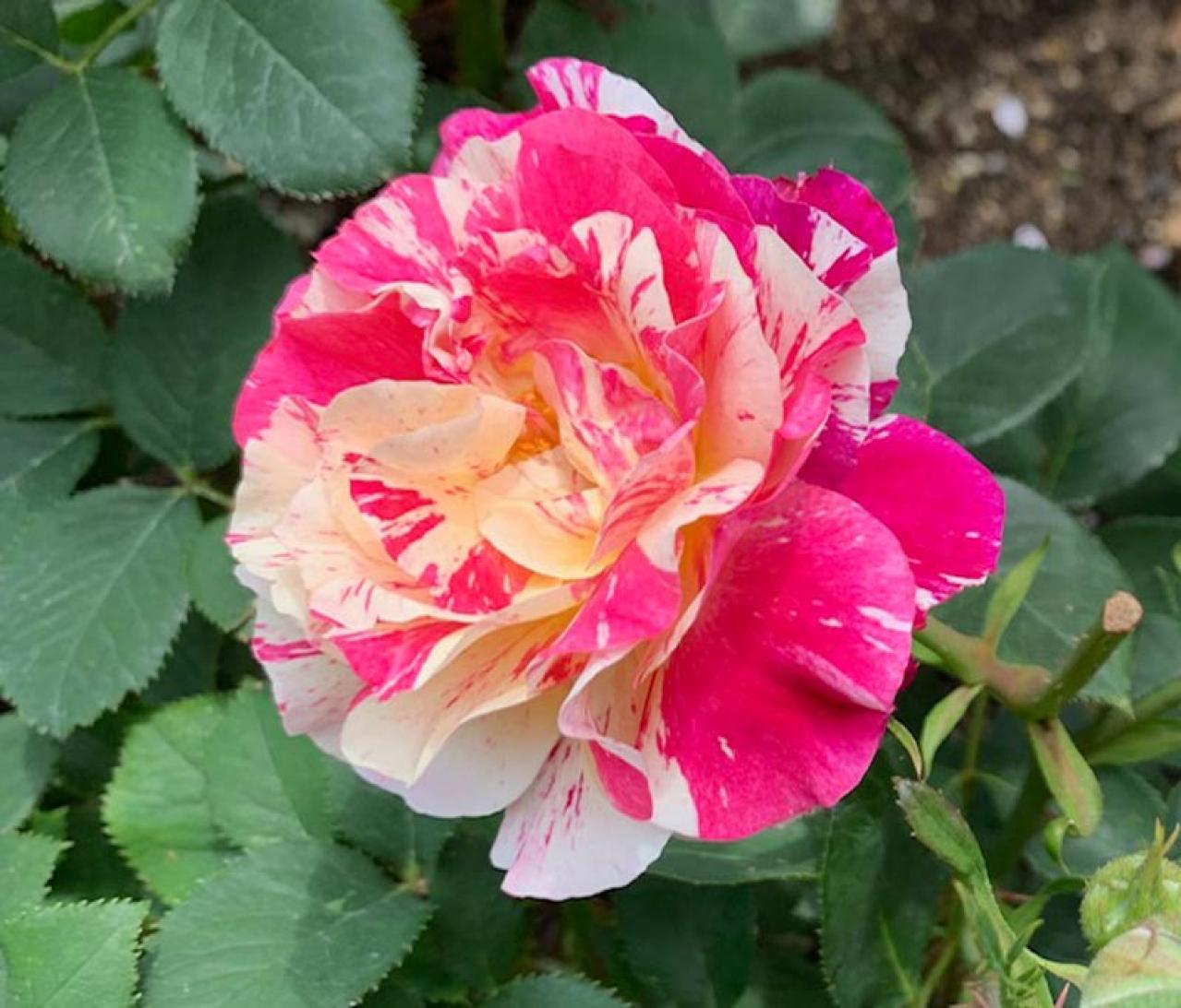 【ガーデニング】少し珍しい花色のバラをコレクション／ブルーローズの魅力を探る（画像6）