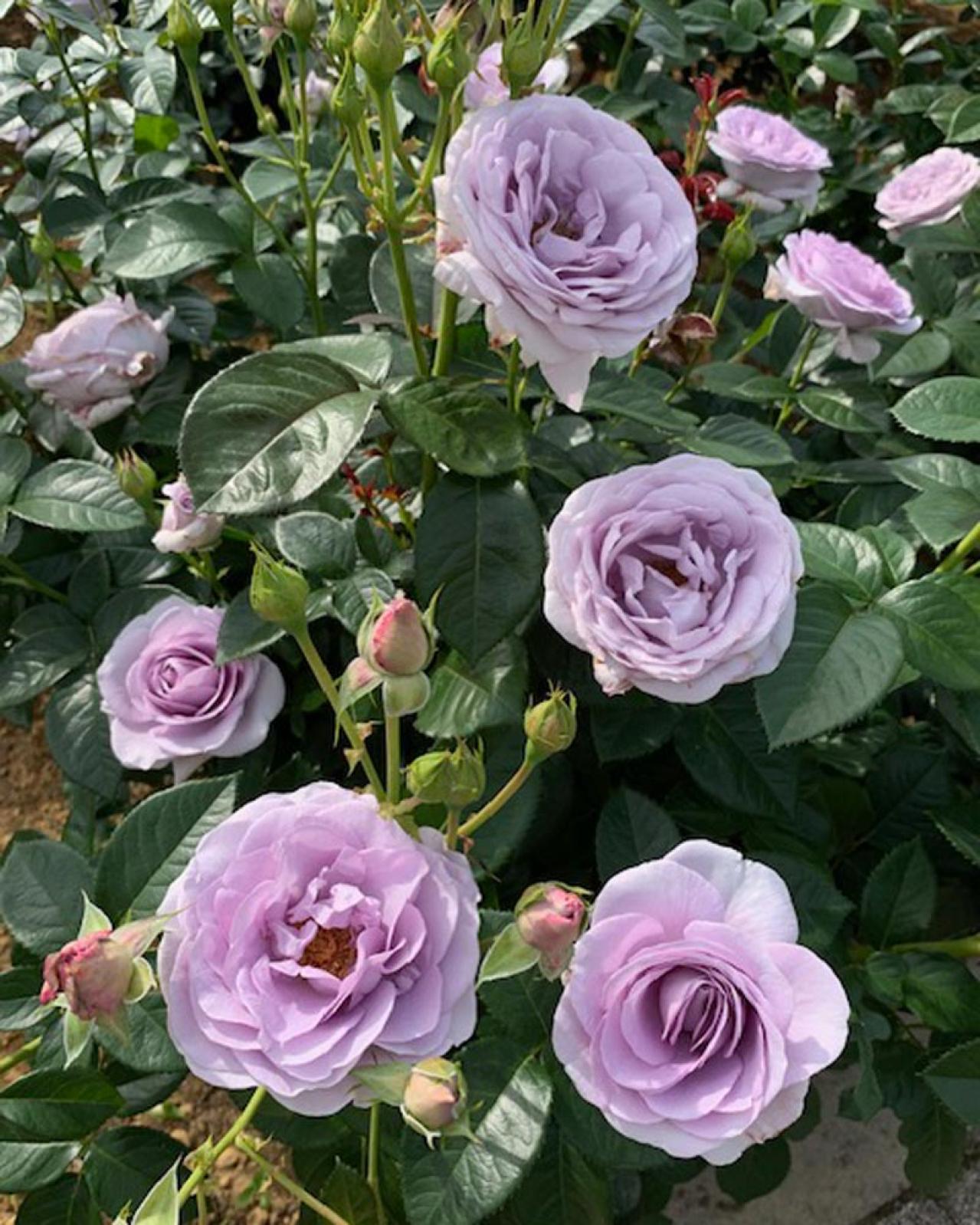 【ガーデニング】少し珍しい花色のバラをコレクション／ブルーローズの魅力を探る（画像2）