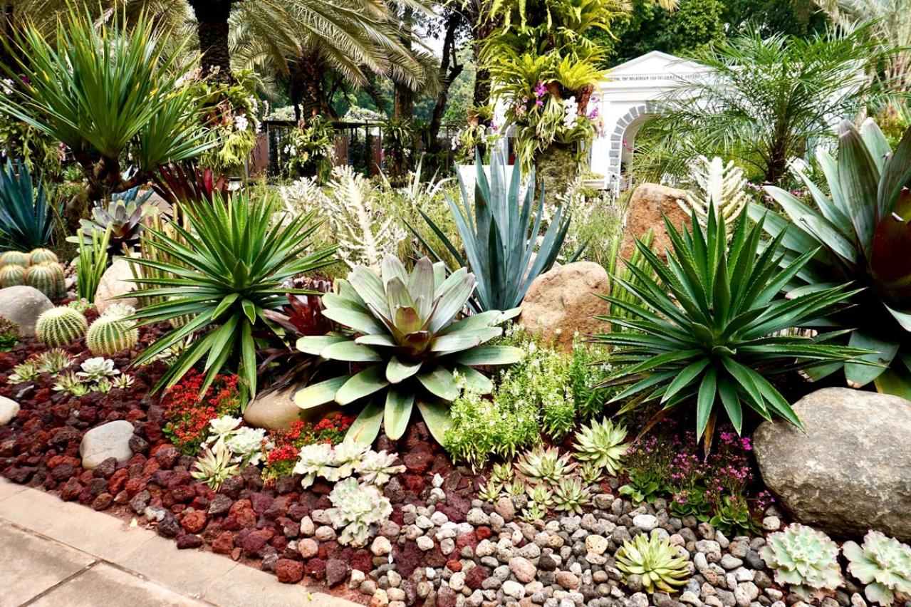 【ガーデニング】かっこいいドライガーデンにおすすめ！乾燥に強い植物［8選］