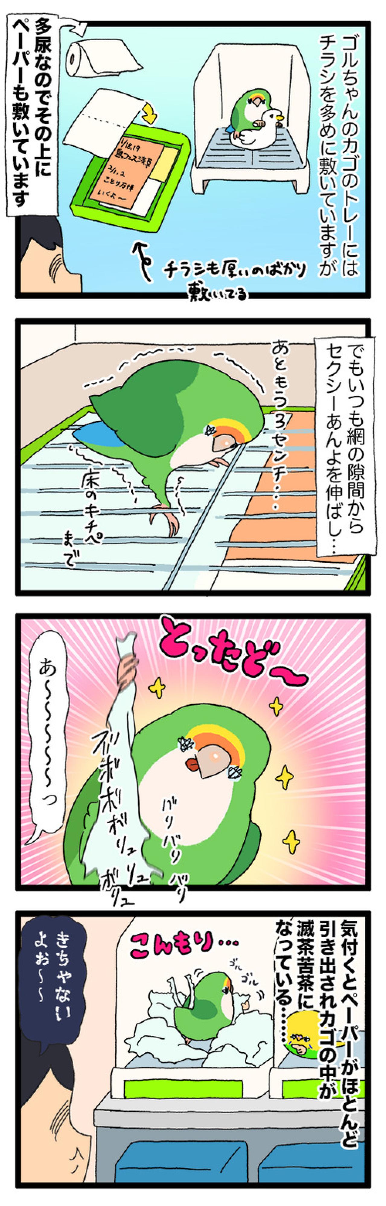 コザクラインコの足が長くて困る！驚きの理由とは？【鳥マンガ＃95】（画像5）