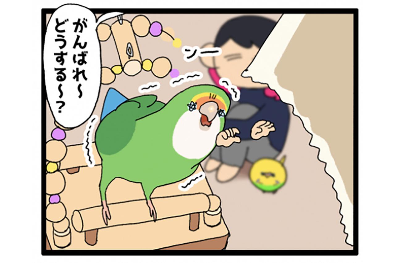 2025年も早々に終了！？インコ「カレンダー事件」【鳥マンガ＃101】