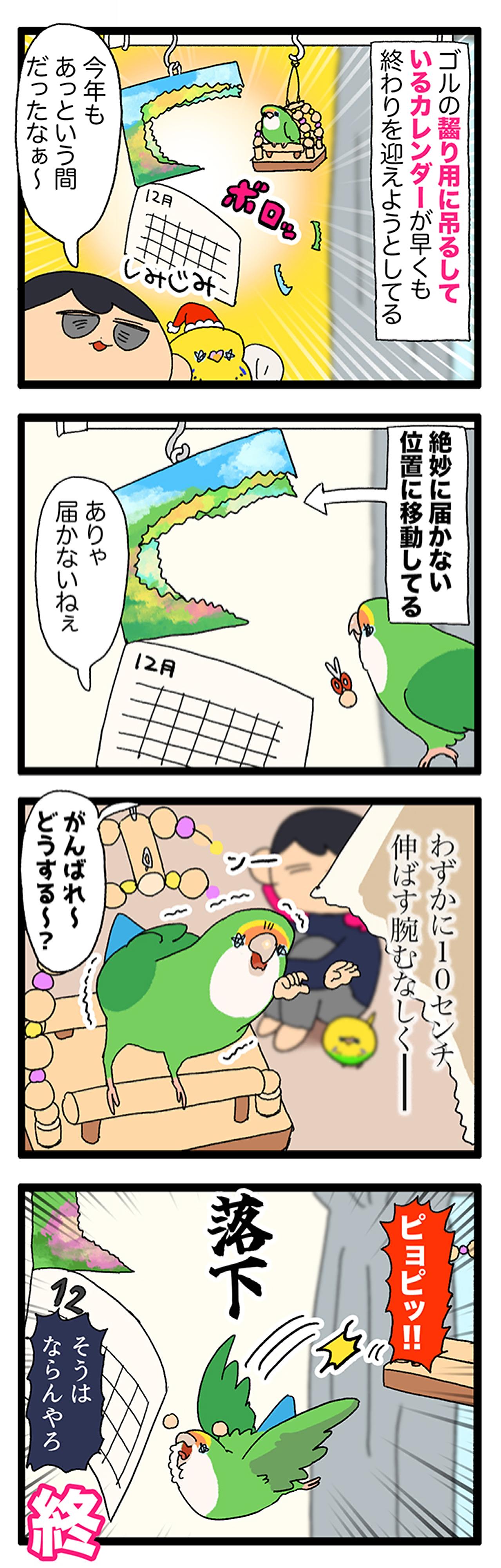 2025年も早々に終了！？インコ「カレンダー事件」【鳥マンガ＃101】（画像4）