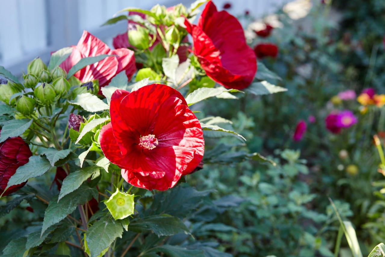 【ガーデニング】庭やベランダをトロピカルに！暑いほど元気な熱帯花木［8選］