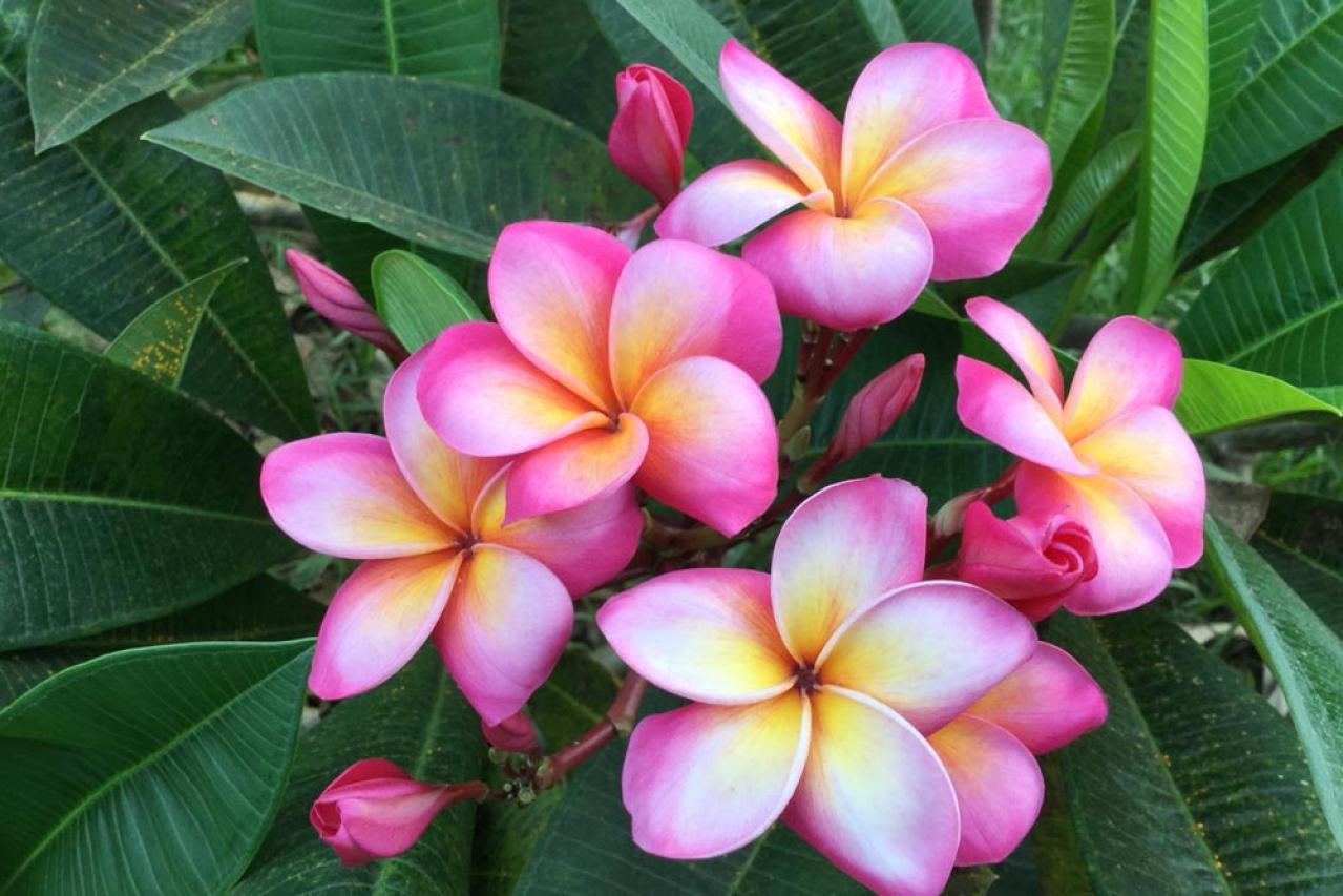 【ガーデニング】庭やベランダをトロピカルに！暑いほど元気な熱帯花木［8選］（画像7）