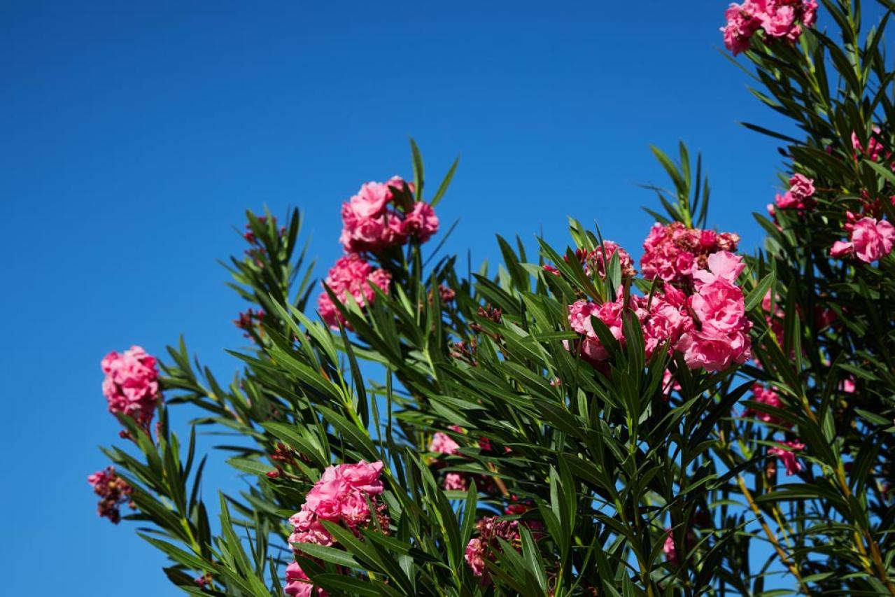 【ガーデニング】庭やベランダをトロピカルに！暑いほど元気な熱帯花木［8選］（画像4）