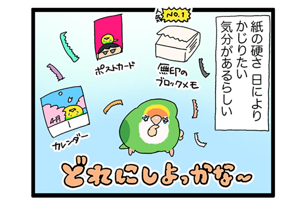 仕事に集中していたときにインコがとった“優しい”行動とは？【鳥マンガ＃97】