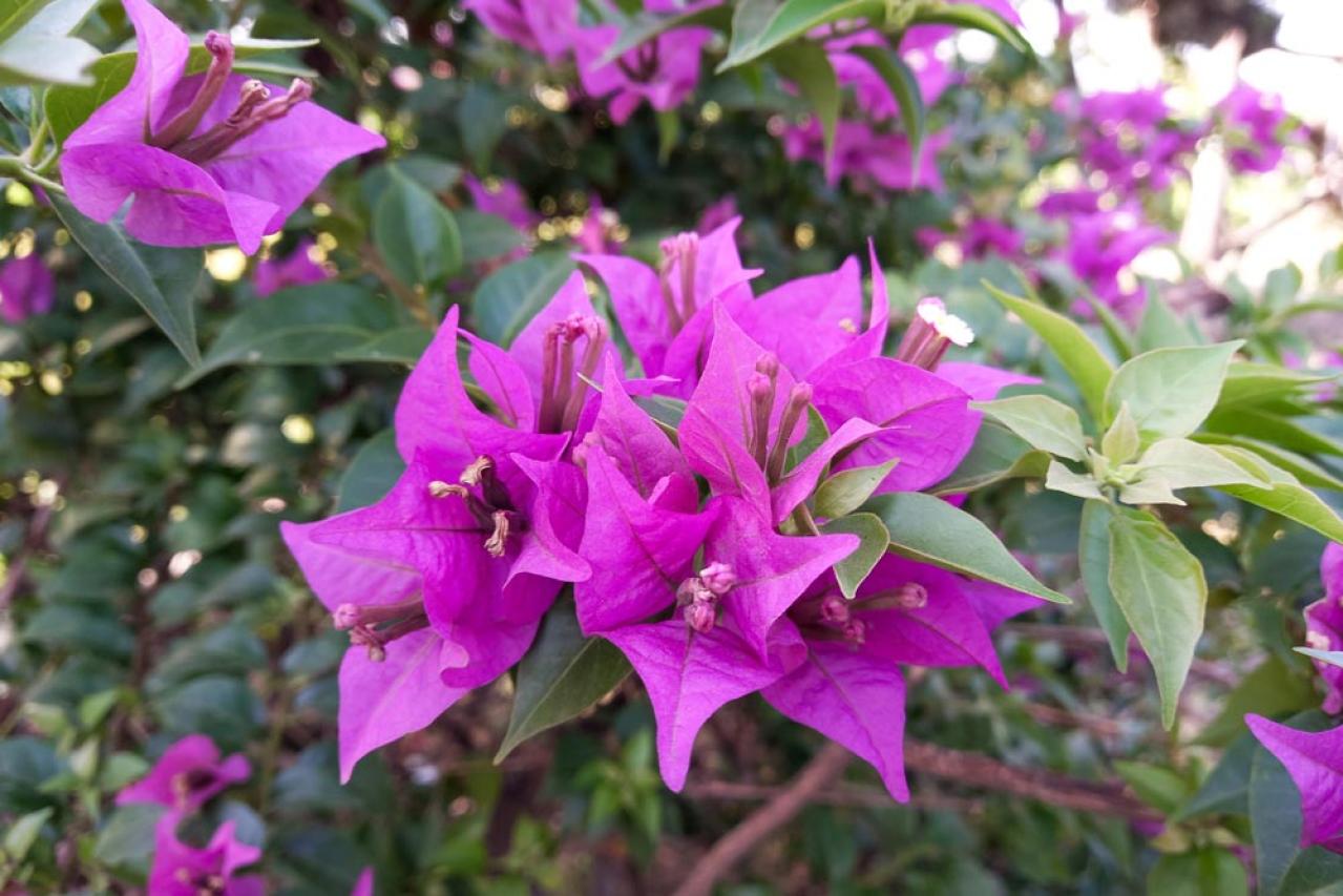 【ガーデニング】庭やベランダをトロピカルに！暑いほど元気な熱帯花木［8選］（画像11）