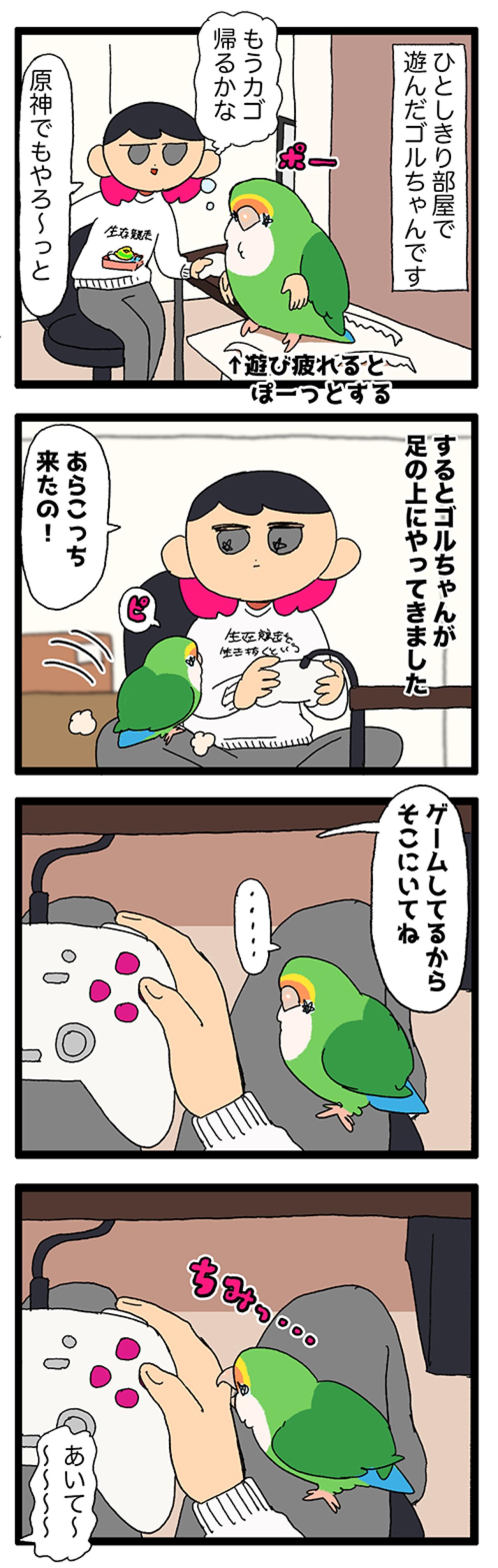 なるほど！コザクラインコ女子は海のギャングに似ている！？【鳥マンガ＃94】（画像4）
