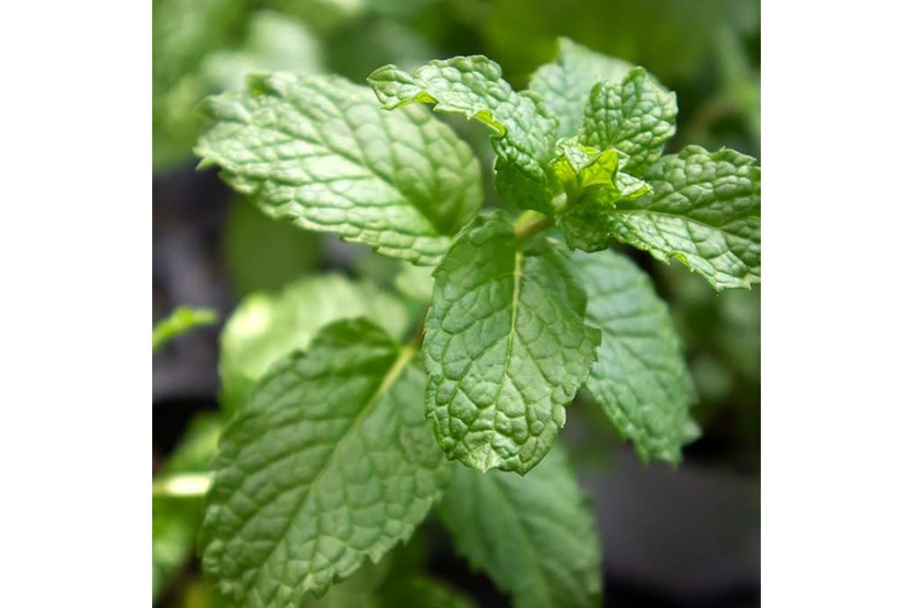 育ったら料理、ハーブティに♪【おうちでハーブ】日当たりと水はけの良い、風通しの良い場所があればよく育つ♪【Amazonタイムセール】