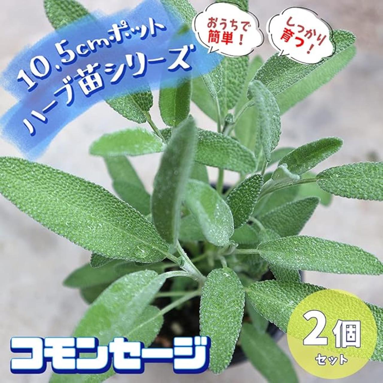 育ったら料理、ハーブティに♪【おうちでハーブ】日当たりと水はけの良い、風通しの良い場所があればよく育つ♪【Amazonタイムセール】（画像4）
