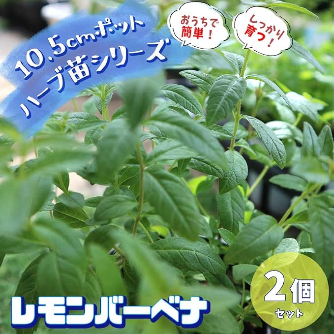 育ったら料理、ハーブティに♪【おうちでハーブ】日当たりと水はけの良い、風通しの良い場所があればよく育つ♪【Amazonタイムセール】（画像2）