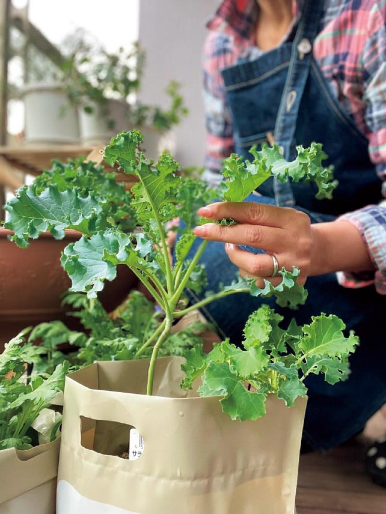 【10㎡のベランダ菜園】40種類以上の野菜とハーブを栽培！「小松菜がワサワサ育つ」小スペース有効活用のコツとは？（画像3）