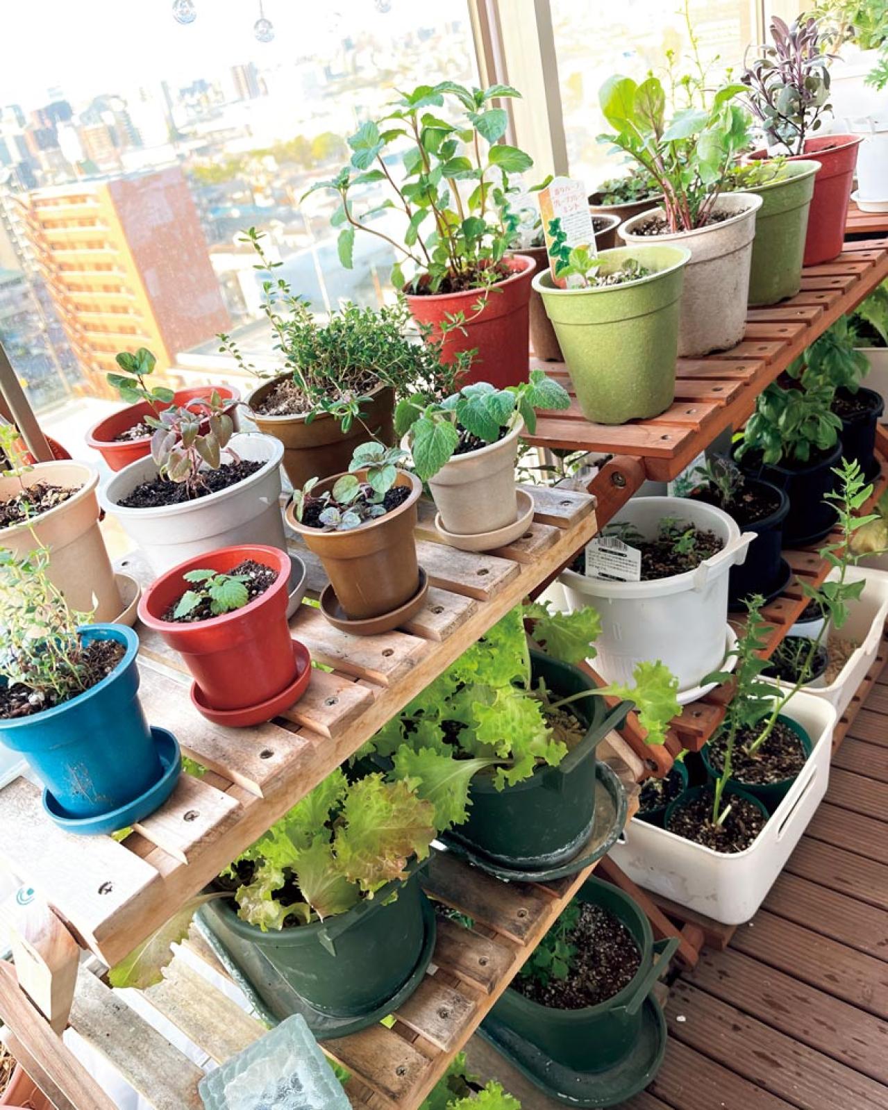 【10㎡のベランダ菜園】40種類以上の野菜とハーブを栽培！「小松菜がワサワサ育つ」小スペース有効活用のコツとは？（画像2）