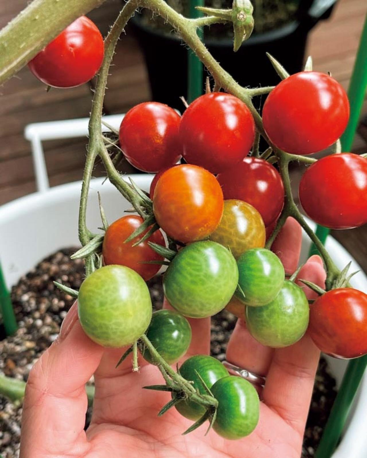 【10㎡の小さなベランダ菜園】で週末ガーデニング！野菜やハーブを元気に育てるための摘芯や剪定のコツも（画像2）