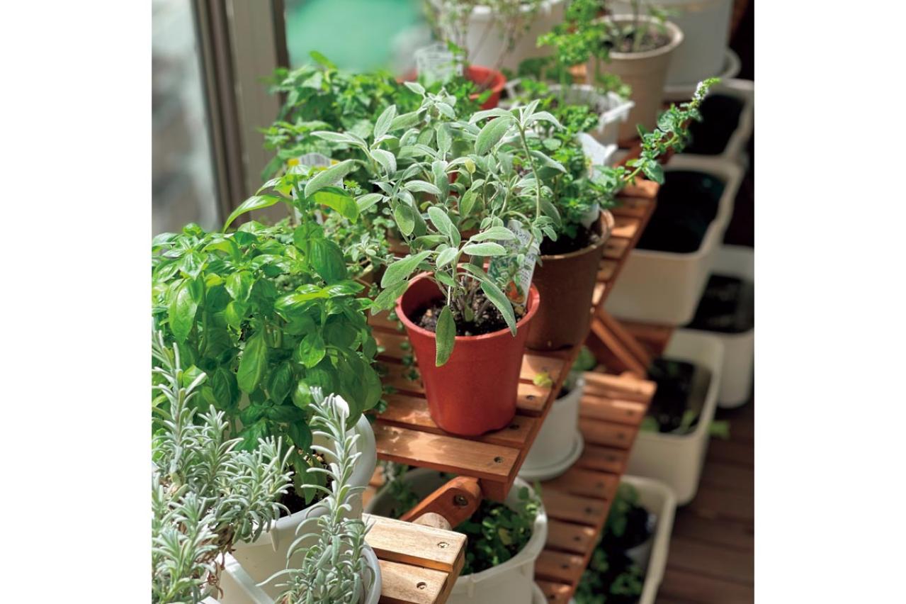 【10㎡の小さなベランダ菜園】で週末ガーデニング！野菜やハーブを元気に育てるための摘芯や剪定のコツも