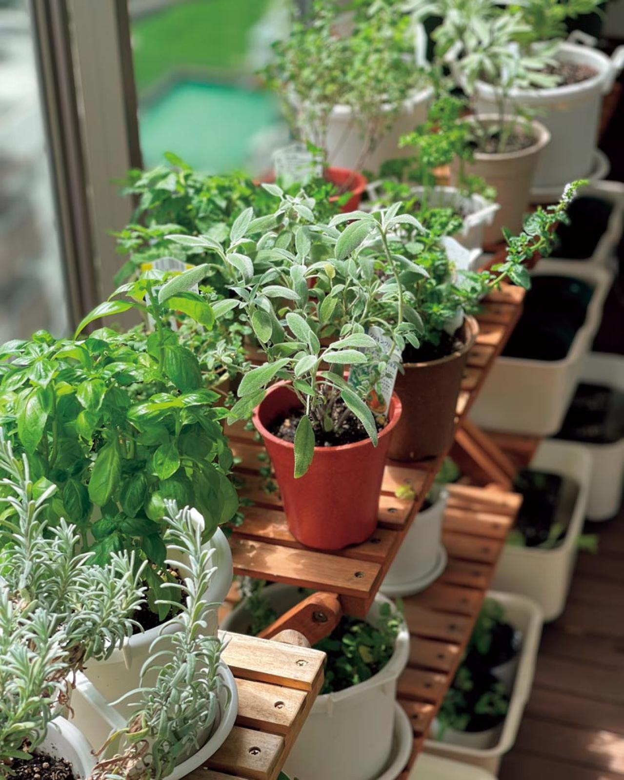 【10㎡の小さなベランダ菜園】で週末ガーデニング！野菜やハーブを元気に育てるための摘芯や剪定のコツも（画像9）