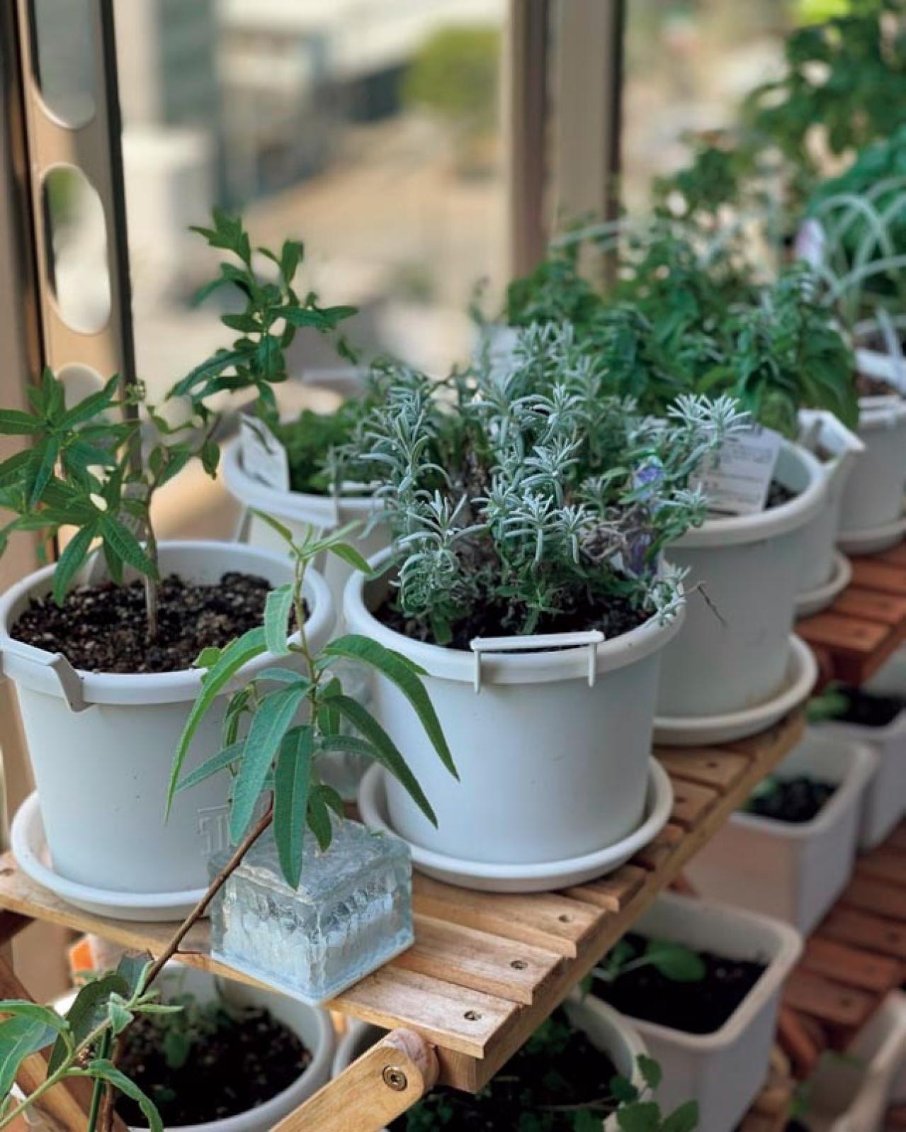 【10㎡の小さなベランダ菜園】で週末ガーデニング！野菜やハーブを元気に育てるための摘芯や剪定のコツも（画像8）