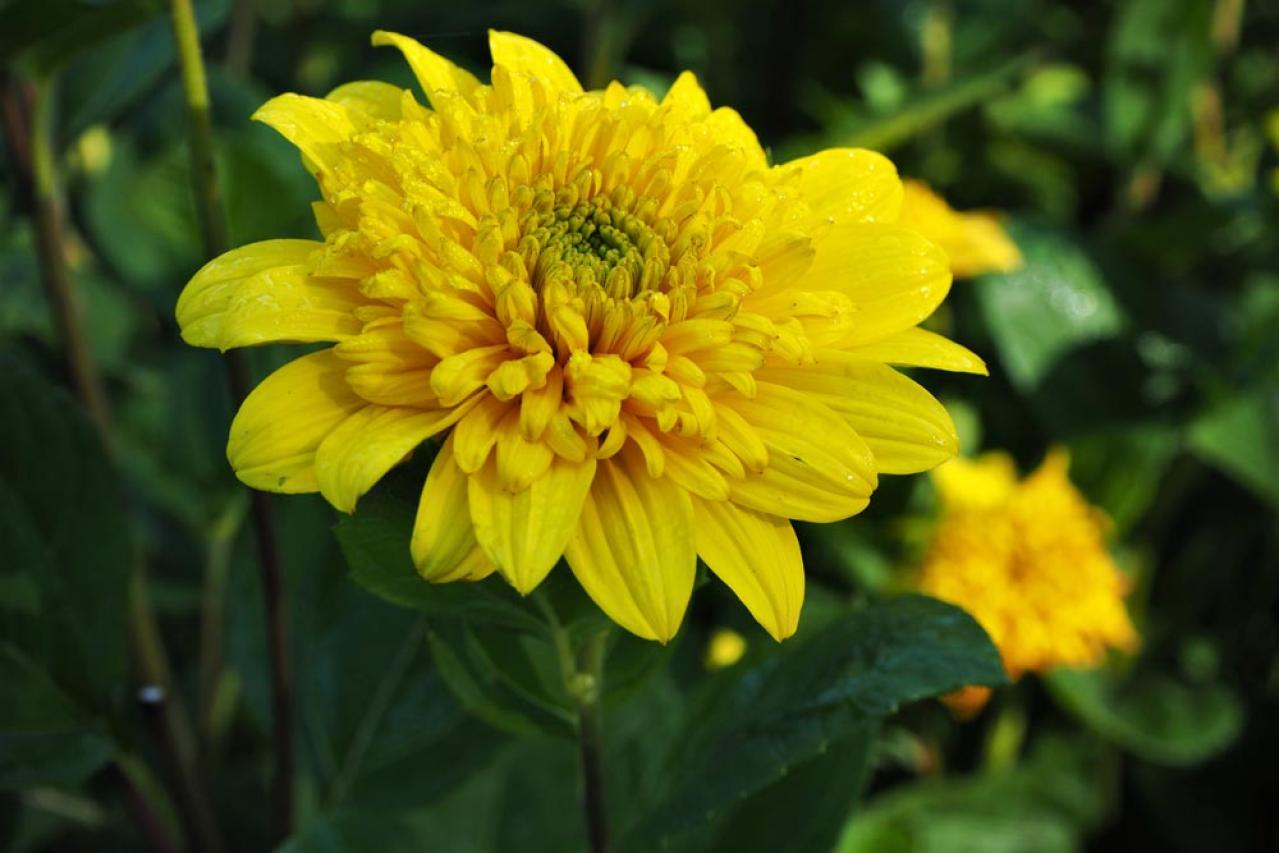 【ガーデニング】暑さの中で元気にたくさん咲く！多年草のヒマワリの仲間［6選］（画像5）